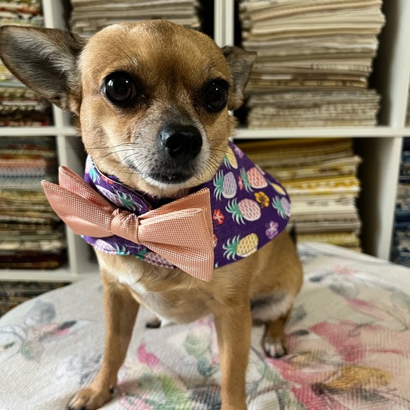 BOWTIE COLLARS - Picture 1 of 6